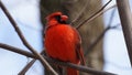 Northern cardinal, one of the most iconic bird od north of america