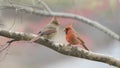 Northern Cardinal pair Royalty Free Stock Photo