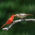 Northern Cardinal pair, male feeding female mate. Royalty Free Stock Photo