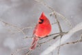 Northern Cardinal perched on a branch in winter snowfall Royalty Free Stock Photo