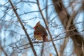 Northern cardinal perched on a leafless tree branch against a vibrant blue sky.