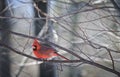 Northern Cardinal Perched on Limb