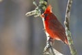 A Northern Cardinal perched on a small limb.