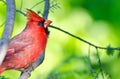 Northern Cardinal Perched in a Tree Royalty Free Stock Photo