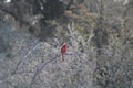 A northern cardinal perched on a tree branch in Prescott Valley, Arizona