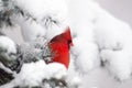 Northern cardinal perched in a tree Royalty Free Stock Photo