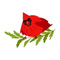 Northern cardinal, Red Cardinal bird with cedar tree branch. Winter redbird character vector Illustration of bird. Christmas