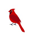 Northern cardinal. Red Male Christmas bird. Flat, cartoon, vector