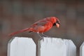 Northern cardinal or redbird or common cardinal inohio