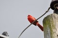 Northern cardinal or redbird or common cardinal in ohio