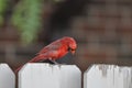 Northern cardinal or redbird or common cardinal in ohio