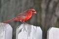 Northern cardinal or redbird or common cardinal in ohio