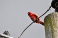 Northern cardinal or redbird or common cardinal in ohio