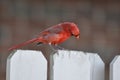 Northern cardinal or redbird or common cardinal inohio