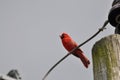 Northern cardinal or redbird or common cardinal in ohio