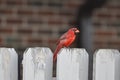 Northern cardinal or redbird or common cardinal in ohio