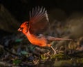 Northern Cardinal Royalty Free Stock Photo