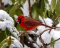 Northern cardinal or redbird on snowy branch Royalty Free Stock Photo