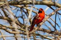 Northern cardinal resting in a Texas oak tree