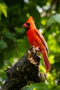 Northern cardinal resting in a Texas oak tree