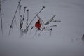 Northern cardinal sitting on dried flowers during a snow storm Royalty Free Stock Photo
