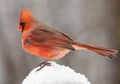 Northern Cardinal sitting on snow in winter Royalty Free Stock Photo