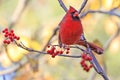 Northern Cardinal sitting on a tree branch on yellow autumn background