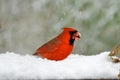 Northern Cardinal in Snow Royalty Free Stock Photo
