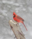Northern Cardinal In Snow Royalty Free Stock Photo