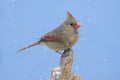 Northern Cardinal In Snow Royalty Free Stock Photo