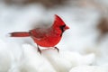 Cardinal in the Snow Royalty Free Stock Photo