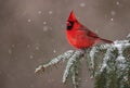 Cardinal in the Snow Royalty Free Stock Photo