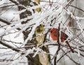 Northern Cardinal in Snow Royalty Free Stock Photo