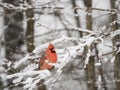 Northern Cardinal in Snow Royalty Free Stock Photo