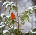 Northern Cardinal in Snow Royalty Free Stock Photo