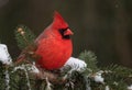 Northern Cardinal in the Snow Royalty Free Stock Photo