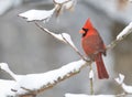 Northern Cardinal after snowstorm Royalty Free Stock Photo