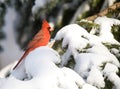 Northern Cardinal in snowstorm Royalty Free Stock Photo