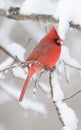 Northern Cardinal in snowstorm Royalty Free Stock Photo