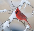 Northern Cardinal in snowstorm Royalty Free Stock Photo