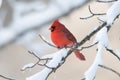 Northern Cardinal in snowstorm Royalty Free Stock Photo