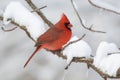 Northern Cardinal in snowstorm Royalty Free Stock Photo