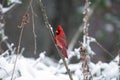 Northern cardinal in a snowstorm Royalty Free Stock Photo