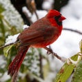 Northern cardinal on snowy day