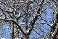 Northern Cardinal on snowy tree branches