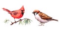 Northern Cardinal and Sparrow Birds Watercolor Illustration Set Hand Drawn Royalty Free Stock Photo