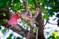 Northern Cardinal State Bird in Seven States