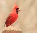 Northern Cardinal