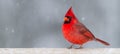 Northern Cardinal