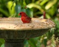 Northern Cardinal takes a bath